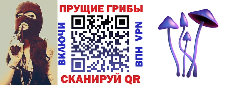 kraken ссылки  закладки  Советск  Галлюциногенные грибы Psilocybe 
